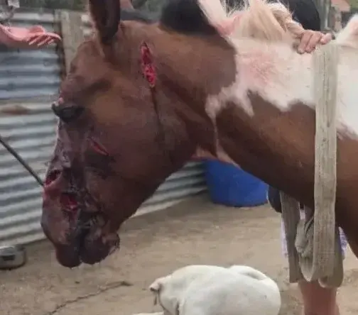 Gorda sufrió profundos cortes en la cabeza y recibió duros golpes que le fracturaron el hocico