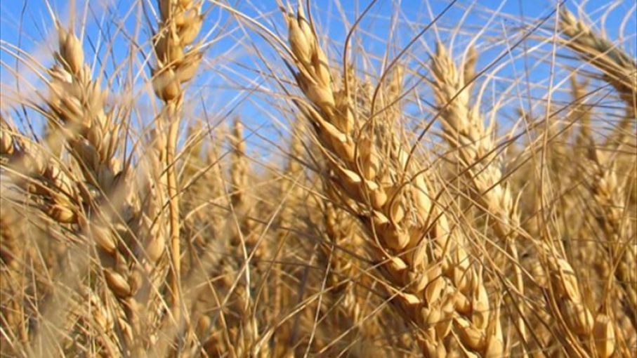 Trigo : los agroexportadores compraron un 39% más que el año pasado