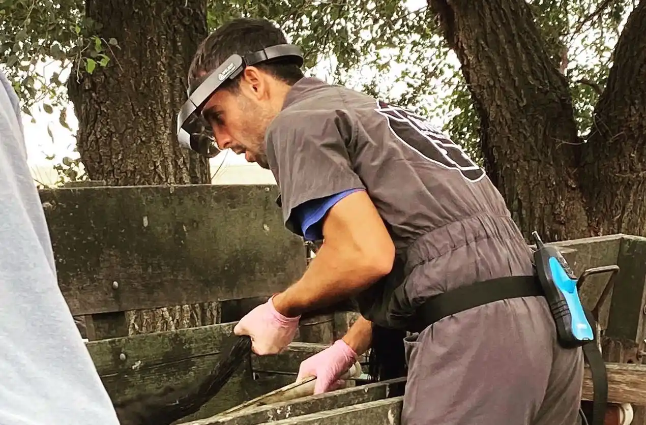 EL ECO CAMPO: El veterinario cumple un papel central en una producción animal con eficiencia