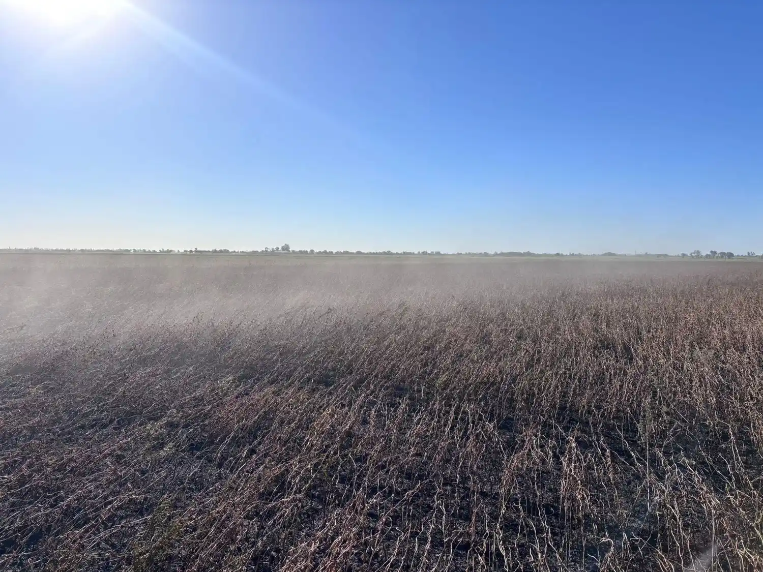 Cayó un poste eléctrico en un campo sembrado con soja y provocó un incendio - 2