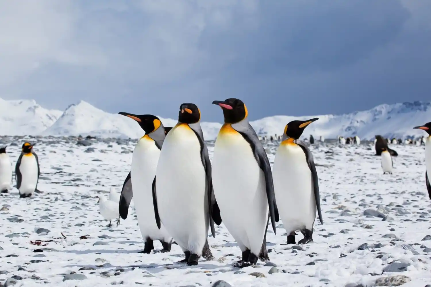 "Pingüinos en Malvinas" en Claromecó