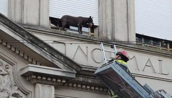 Murió “Morcilla” la perra alumna y mascota de la Escuela Normal