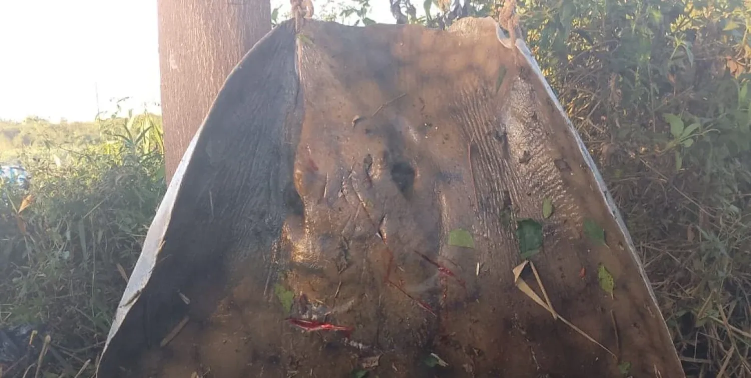 Hazaña: después de cinco horas de esfuerzo, dos pescadores capturaron una raya de más de 150 kilos