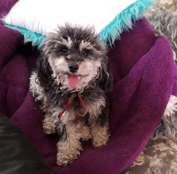 Se perdió Laia, en casa la buscan y extrañan mucho