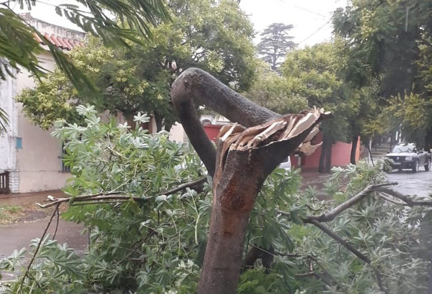 El temporal de viento tiró algunos postes y dejó ramas caídas, pero sin daños de magnitud