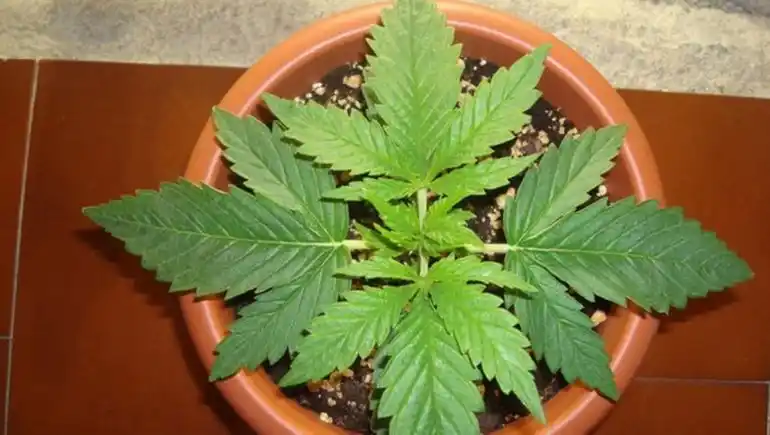Defensoría bonaerense pide que no se criminalice al consumidor de cannabis