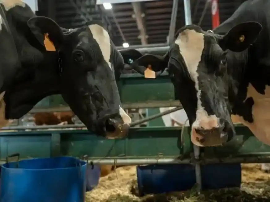 De este regreso a la Expo Rural serán protagonistas ocho ejemplares (seis vacas, una vaquillona y un toro) del Tambo El Solaz.