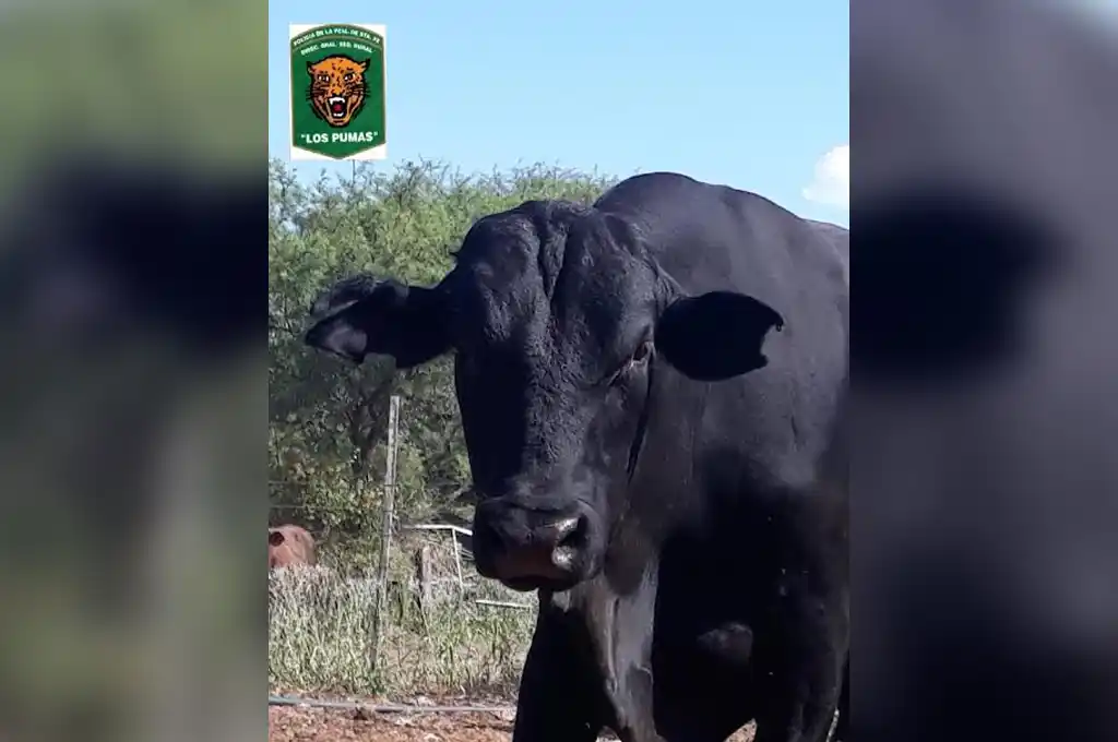 Recuperan un animal vacuno en Gato Colorado tras varias investigaciones policiales