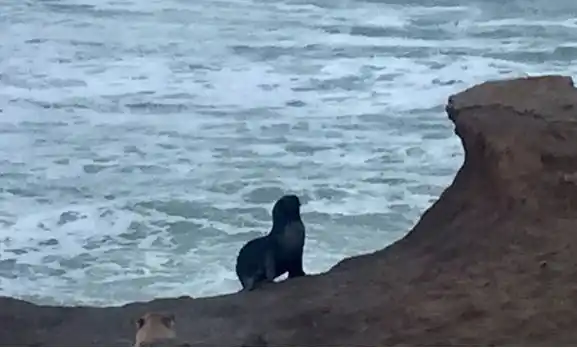 Una foca en la bahía