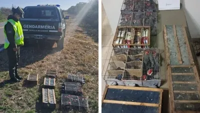 Impactante: viajaba con 104 aves sin papeles y escondidas en dos bolsos