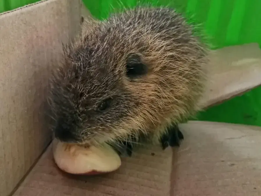 Efectivo de la Brigada Ecológica y Rescate Animal Rosarina rescató a una pequeña nutria en la zona sudoeste de la ciudad