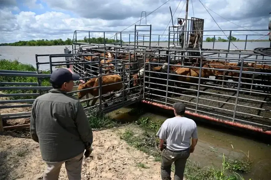 Inundaciones: el alto costo de evacuar ganado frente a la crecida del río Paraná