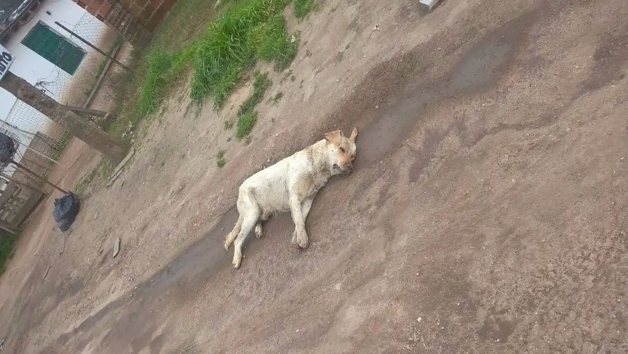 Vecinos de toda una manzana hallaron a sus perros muertos por envenenamiento