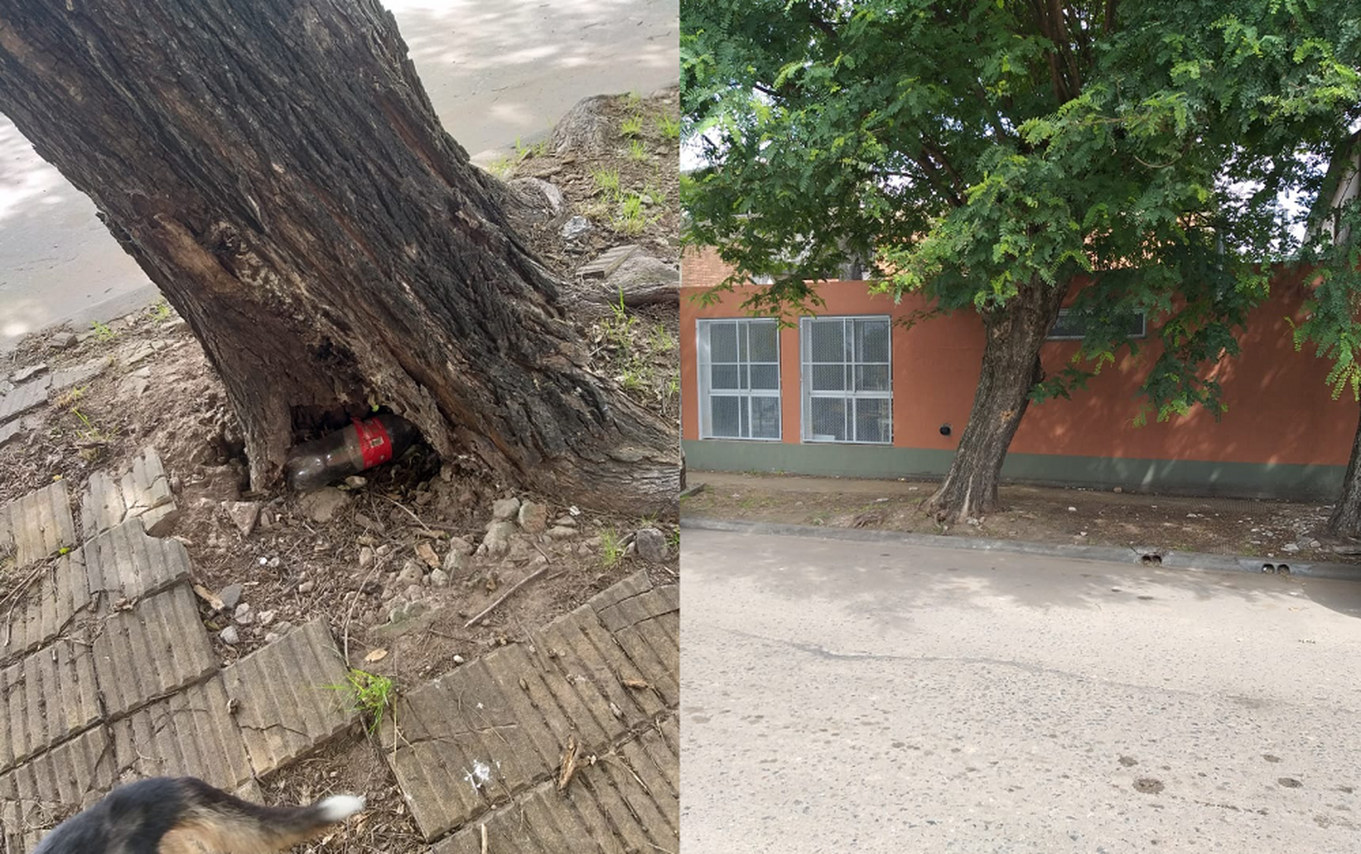 “No es poda. Están podridos”, explicó Parques y Jardines