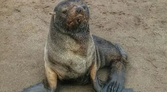 Monte Hermoso: Apareció un pequeño lobo marino en la costa 
