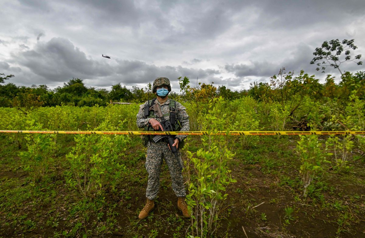 ¡LAS PRIMERAS ÓRDENES DE PETRO! Policía suspendió la erradicación forzada de coca en Colombia