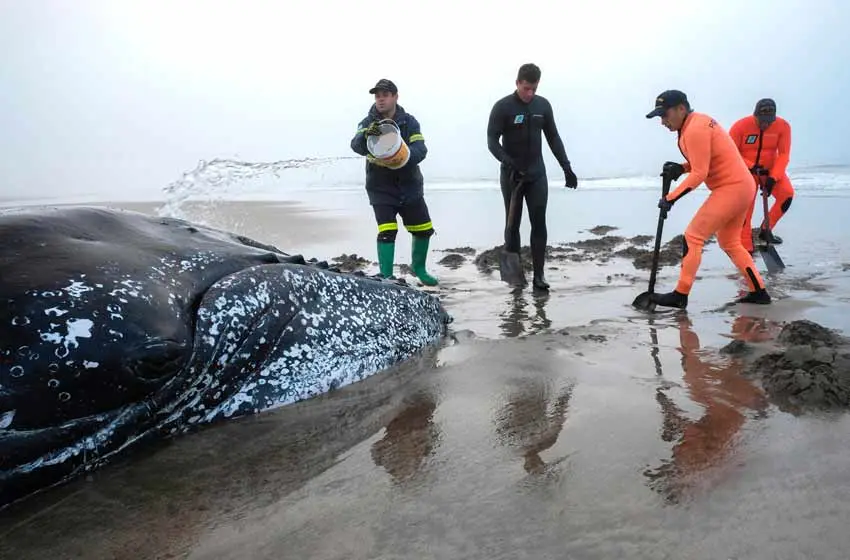A pesar de los esfuerzos, murió la ballena encallada