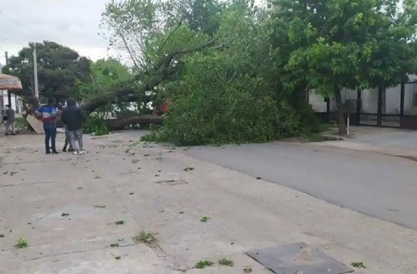Fuerte tormenta en Rosario: ráfagas de 80 kilómetros por hora y más de 90 árboles caídos