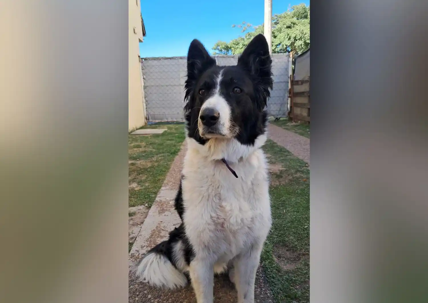 Buscan a la perrita Nala: se perdió por 3 de Febrero y Depietri