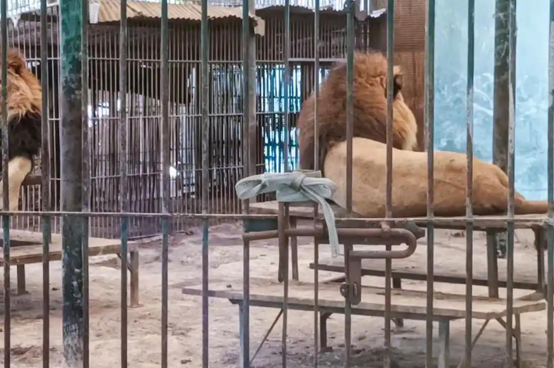 Avance en el traslado de los animales