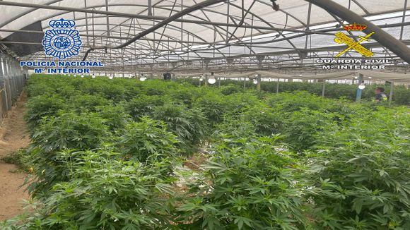 ¡CULTIVADA EN LA PROPIA ESPAÑA! Desmantelan banda que distribuía Marihuana como ayuda para Ucrania
