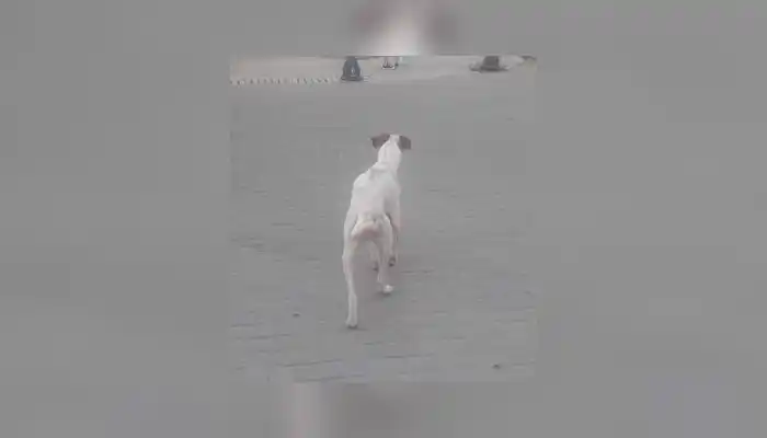 Perrito encontrado en 11 de Septiembre