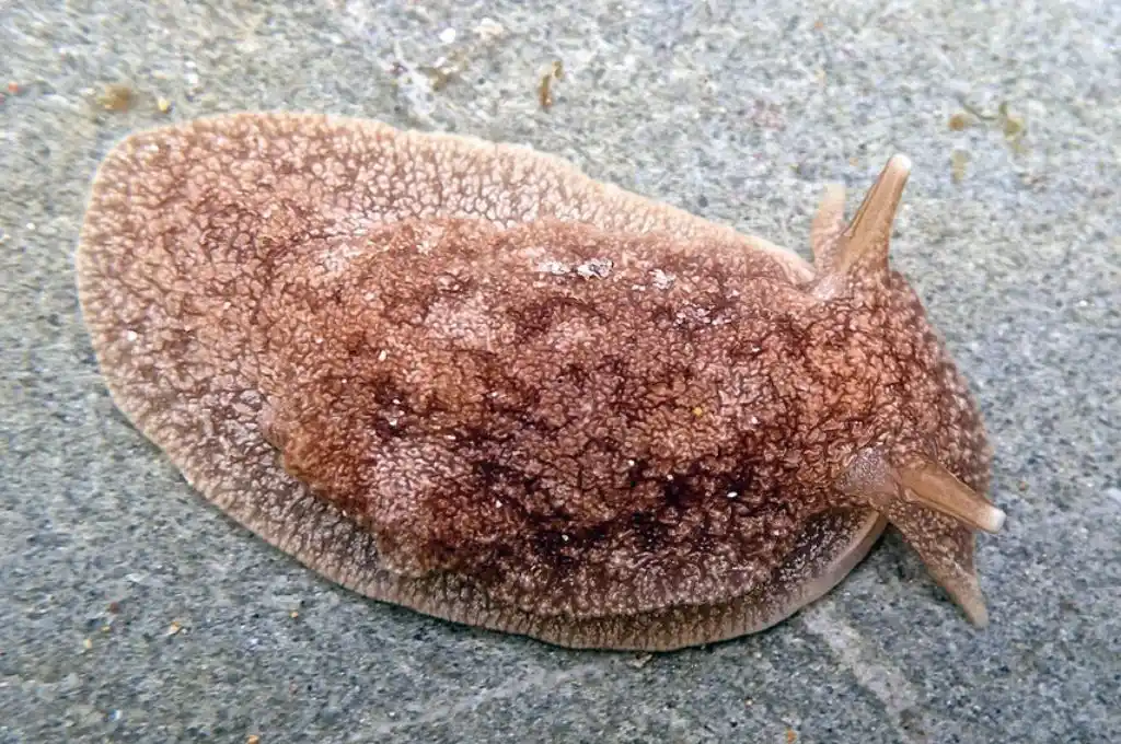 Alerta por la presencia de una babosa tóxica en las playas de Villa Gesell y Pinamar