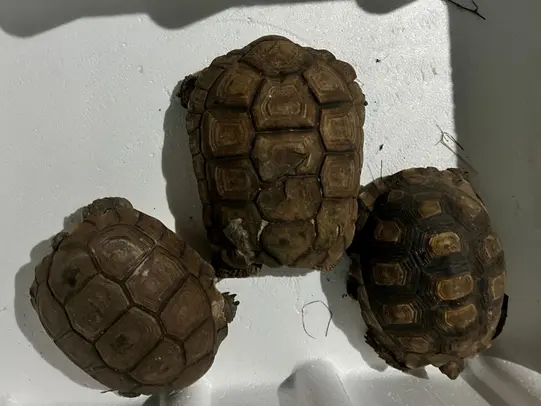 Dos detenidos por vender todo tipo de animales silvestres de forma ilegal tras una serie de allanamientos en la provincia