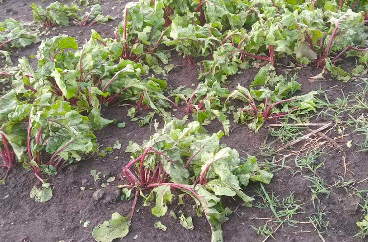 Clima vs el campo: las consecuencias de las heladas que afectan al país