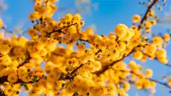 Se celebra el Día del Árbol Entrerriano