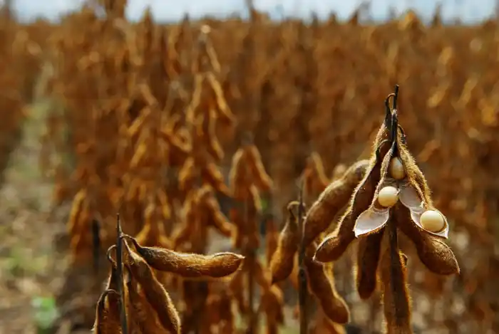 Aumentan las estimaciones de producción de soja y maíz
