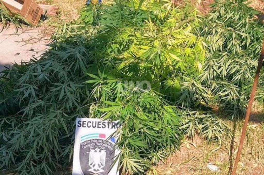 Santo Tomé: realizaron una denuncia por robo y les terminaron secuestrando marihuana