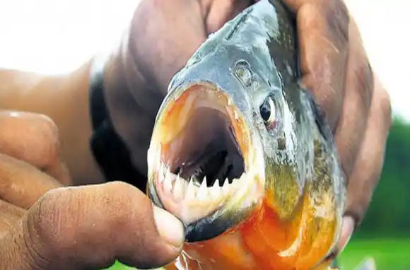 Ataque de palometas en el Paraná: «La carne es una predilección para estos peces»