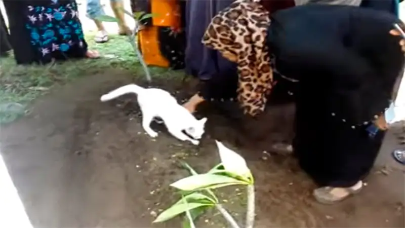 Gato se resiste a la muerte de su dueño e intenta desenterrarlo