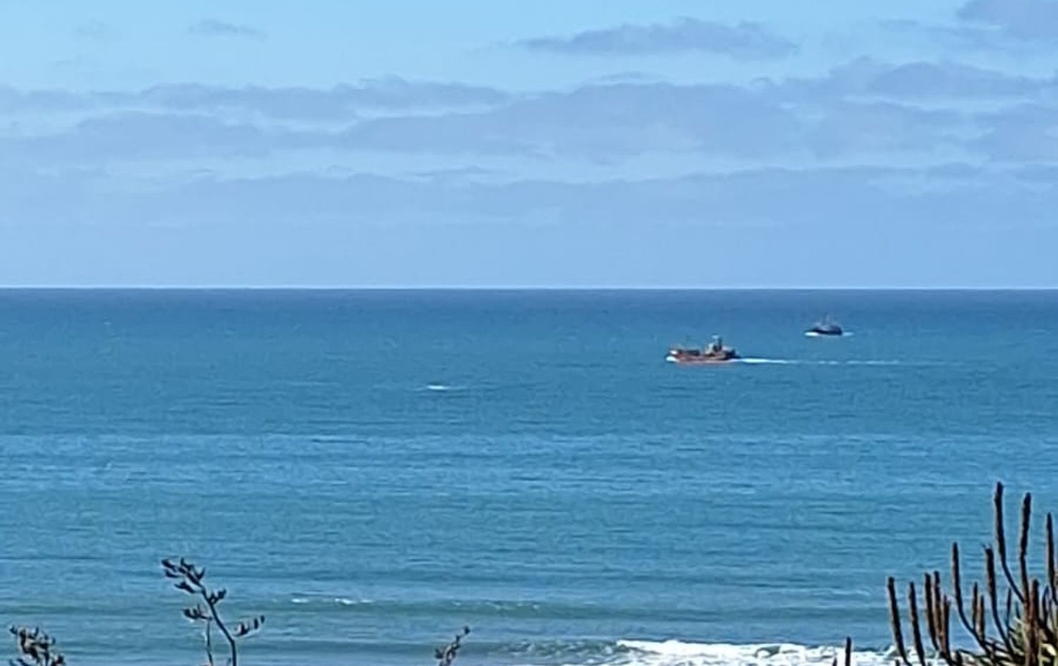 Las ballenas se pasearon nuevamente por la costa de Mar del Plata