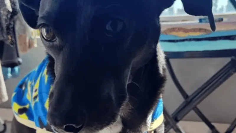 Suspendieron la devolución de Lolo: el perro abusado seguirá protegido