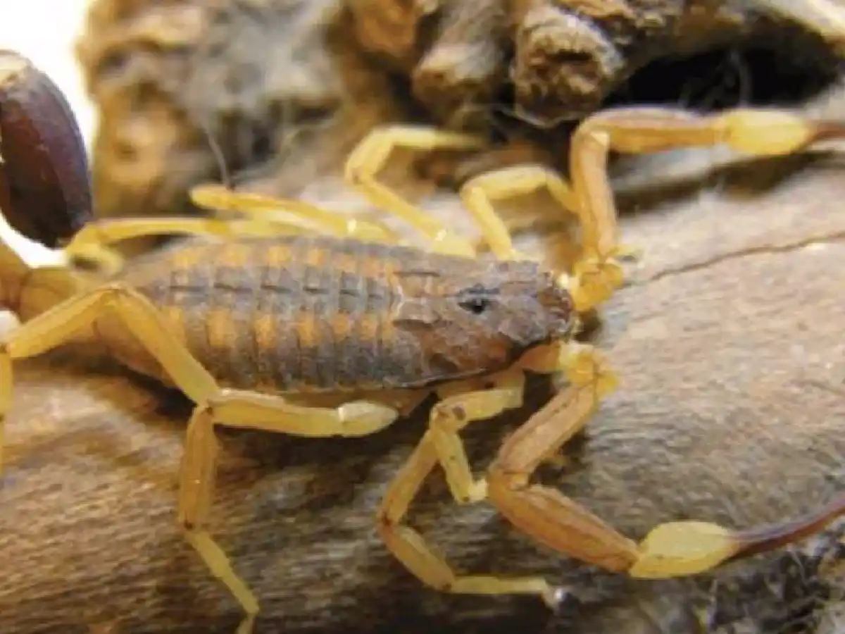 El hospital atendió 5 picaduras  de alacranes la última semana   