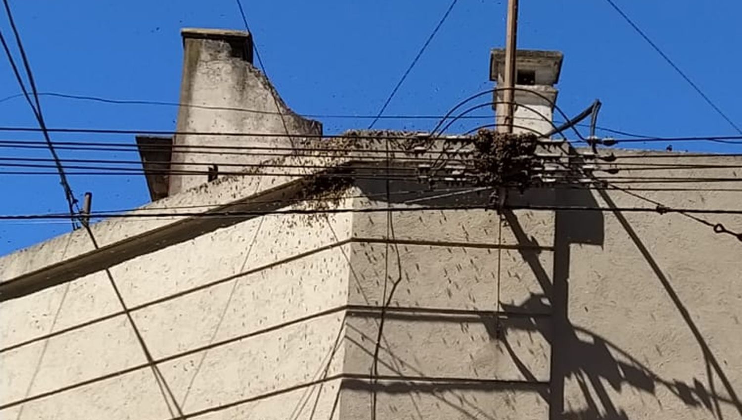 Un enorme panal de abejas en pleno centro causó preocupación