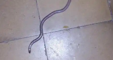 Víbora en una casa