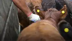 El Gobierno modificó la vacunación contra la fiebre aftosa