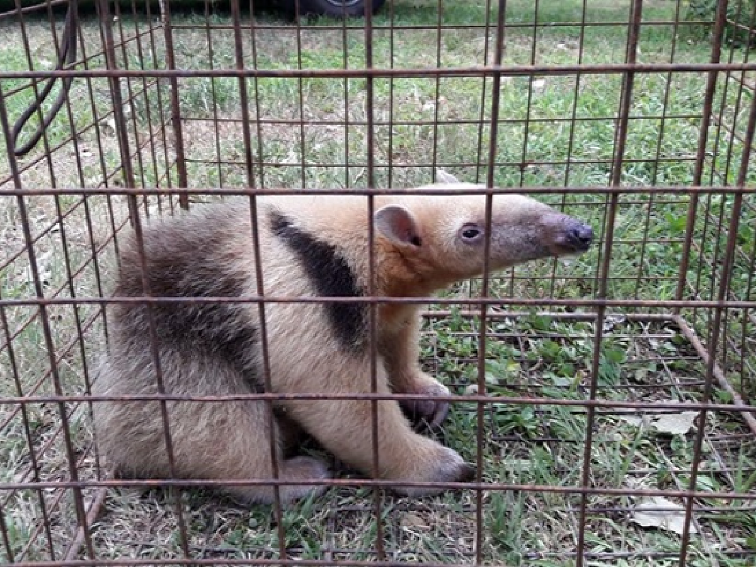 En enero, se recuperaron cerca de 150 animales silvestres