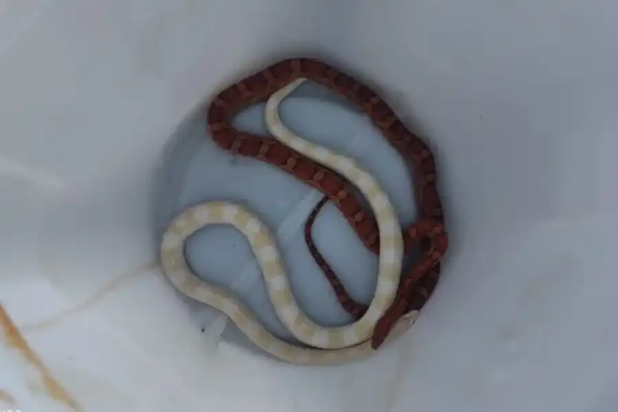 Algunas de las serpientes secuestradas, entre ellas la boa arco iris. Foto: Patrulla Ambiental de la Policía de Córdoba