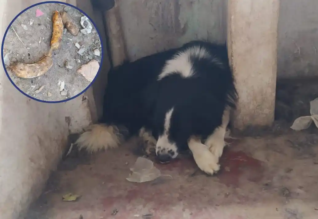Alertan por envenenamiento de animales en Chaves