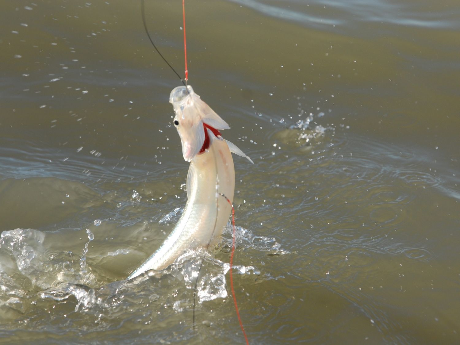 Pescadores de Gualeguaychú aprovechan el comienzo de temporada del pejerrey