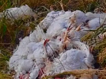 arrojaron gallinas muertas en predios de pilar