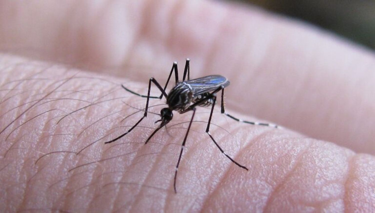 Mosquito que puede transmitir la enfermedad