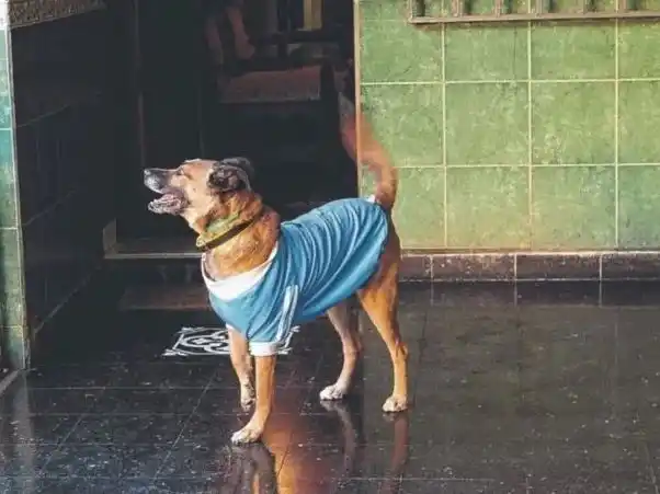 Murió Dardo, el primer perro que tuvo a una mujer como "mamá legal"