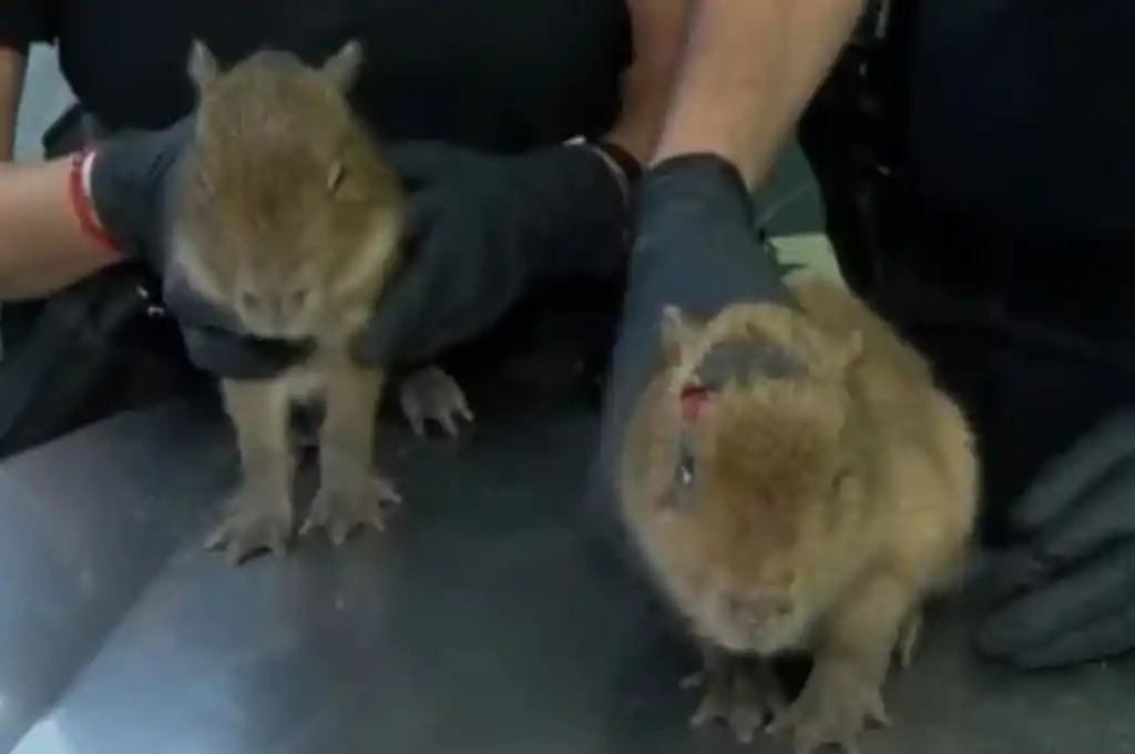 Rescataron dos carpinchos de un lugar que vendía ''milanesas de capibara''