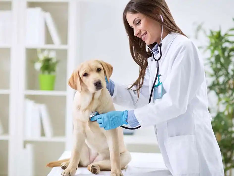 Día del Veterinario: por qué se celebra hoy, 6 de agosto