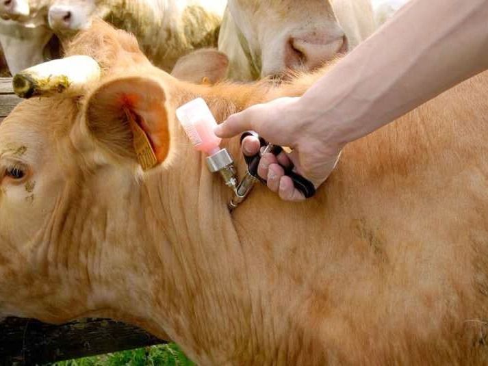 El 13 de octubre arranca la vacunación contra fiebre aftosa
